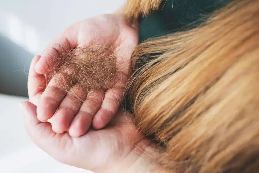 Seasonal Changes- How Do They Affect Scalp Health and Hair Care Needs?