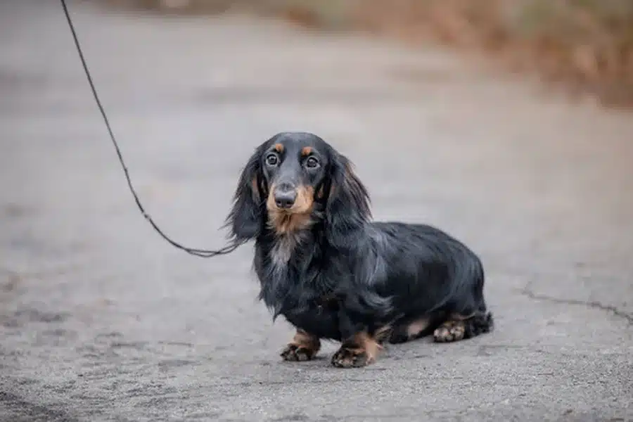 A miniature dachshund with big eyes on a walk.