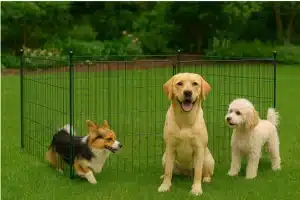 Step-by-Step Guide to Easy Dog Fence Installation