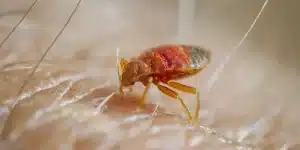 What Bed Bug Exterminators Do That DIY Can’t