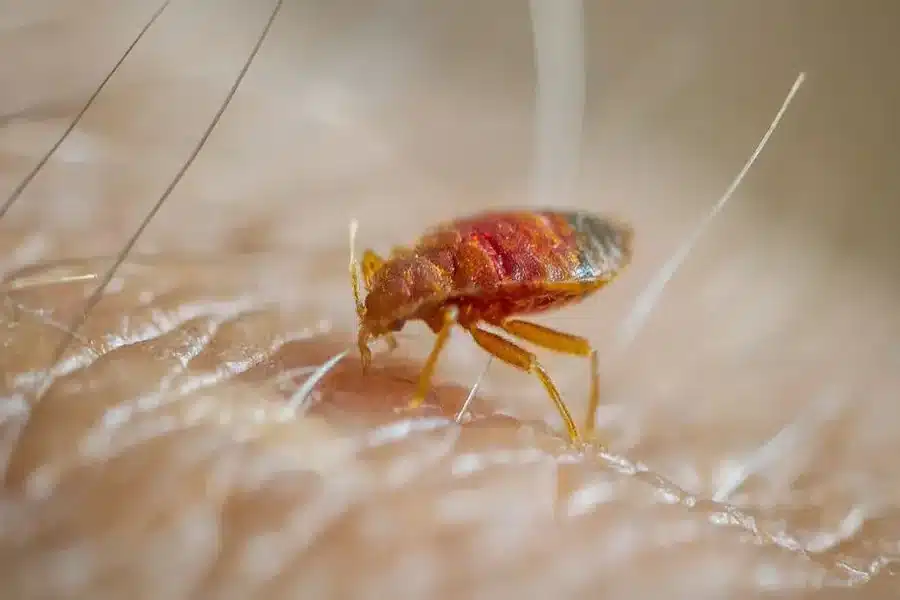 Bed Bug Exterminators