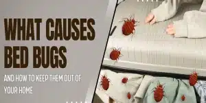 What Causes Bed Bugs and How to Keep Them Out of Your Home