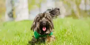 Turning Crafts Into Care: Handmade Products Supporting Animal Shelters