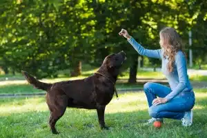 5 Daily Routines to Keep Pets Active and Engaged