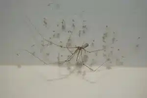 How to Clean Up After a Spider Infestation