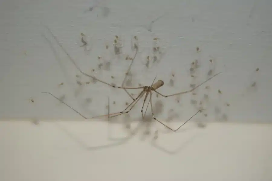 Spider
