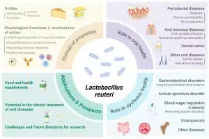 How Lactobacillus Jensenii Supports Microbiome Balance