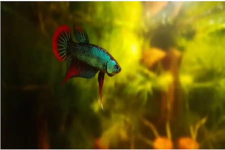 Wild Betta Fish