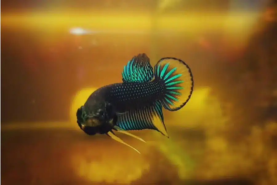 Wild Betta Fish