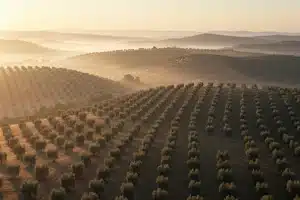 Kyneton Olive Oil – Australian Extra Virgin Excellence
