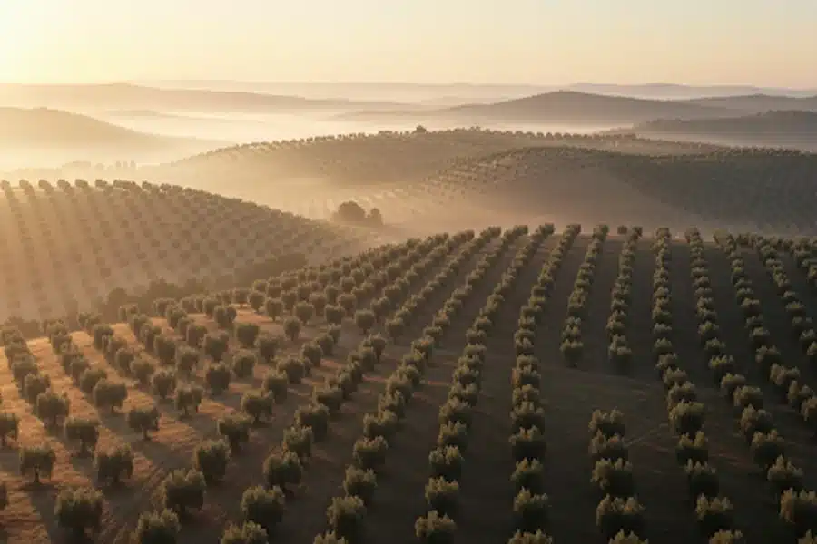 Kyneton Olive Oil