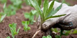 Five Easy Gardening Jobs For The Spring That Will Benefit Your Mental Health