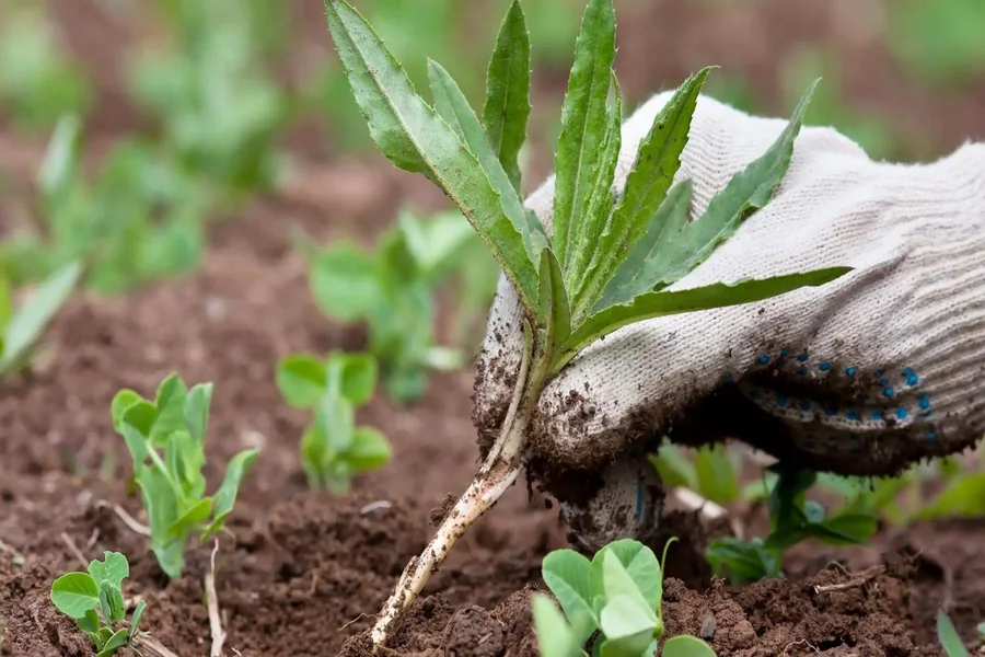 Five Easy Gardening Jobs For The Spring That Will Benefit Your Mental Health