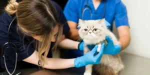 Choosing The Right Animal Care Center For Your Pet’s Needs