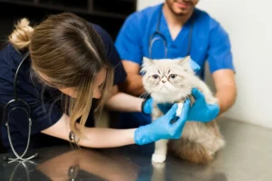 Choosing The Right Animal Care Center For Your Pet’s Needs
