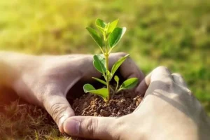 Tree Healthcare: What Happens When Trees Get the Care They Deserve