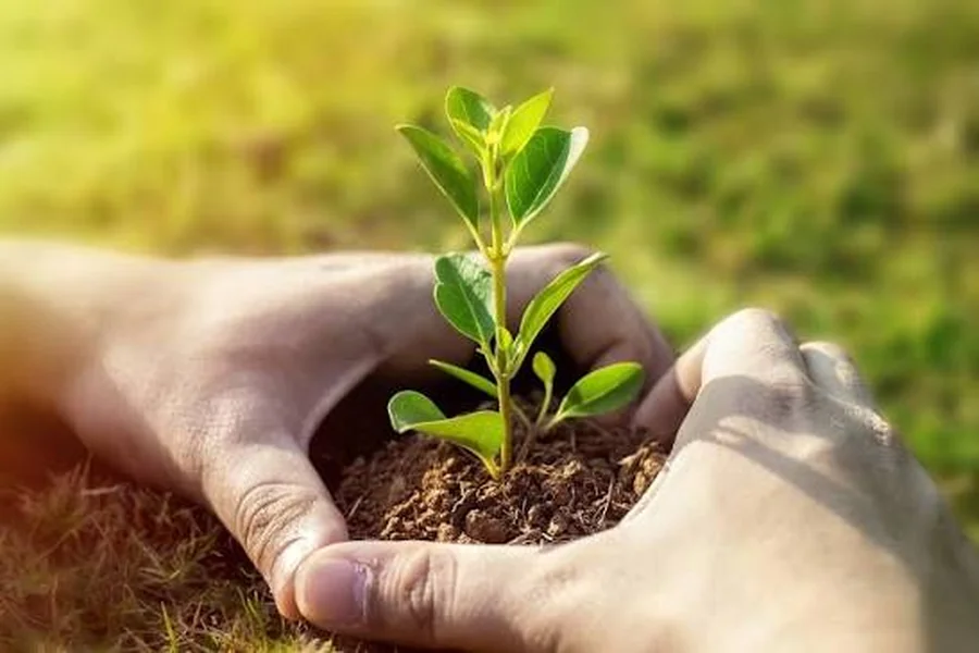 Tree Healthcare: What Happens When Trees Get the Care They Deserve