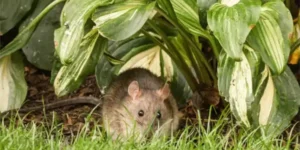 Why Do Homeowners Near Natural Areas Need Year-Round Pest Protection?