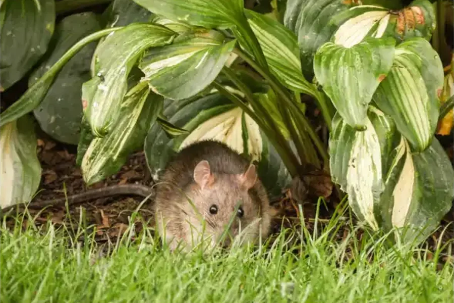 Year-Round pest protection