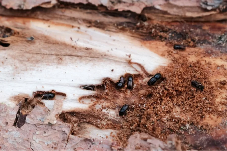 Natural Areas Need 