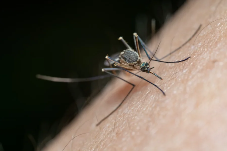 Year-Round pest protection