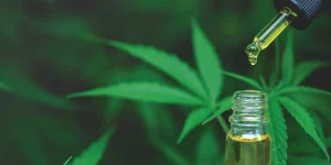 High Potency CBD Oil: Common Myths and Facts