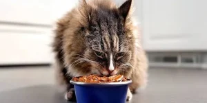 How to Read Labels and Use Freeze-Dried Cat Treats Sensibly