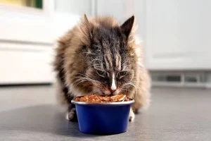 How to Read Labels and Use Freeze-Dried Cat Treats Sensibly