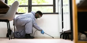 Why Regular Pest Protection Can Preserve Your Home’s Comfort And Value