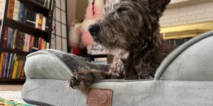 How to Choose Dog Boarding in Phoenix Without the Guilt Trip