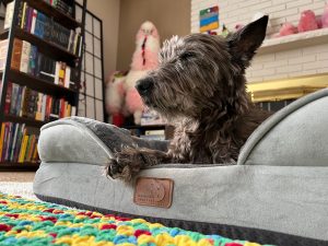 How to Choose Dog Boarding in Phoenix Without the Guilt Trip
